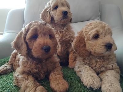 Stunning miniature Cockapoo puppies