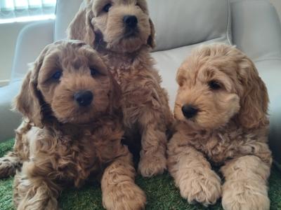 Stunning miniature Cockapoo puppies in Leitrim