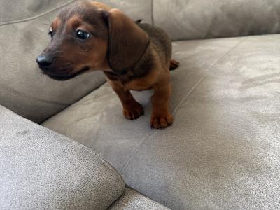 Friendly male Dachshund puppy in Limerick