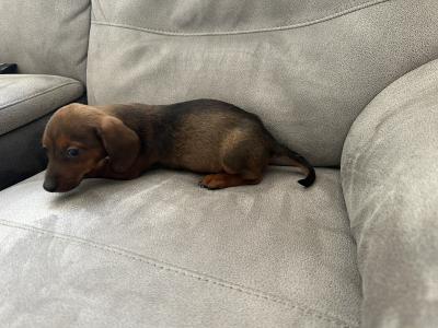 Friendly male Dachshund puppy in Limerick