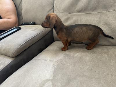 Friendly male Dachshund puppy in Limerick