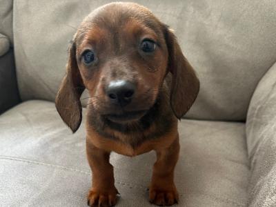 Friendly male Dachshund puppy in Limerick