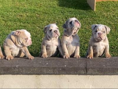 English bulldog