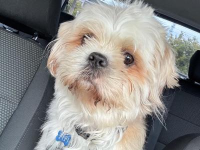 Pepe, the Shih Tzu for stud in Dublin