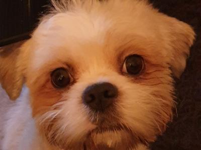 Pepe, the Shih Tzu for stud in Dublin