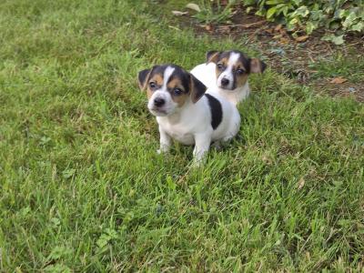 Jack Russell puppies in Wexford