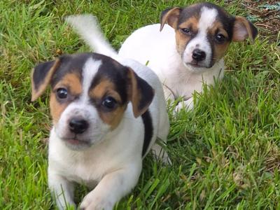 Jack Russell puppies in Wexford
