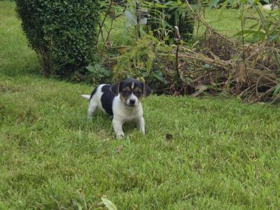 Jack Russell puppies in Wexford