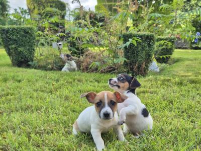 Jack Russell puppies in Wexford