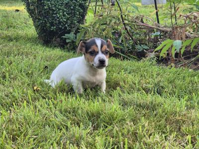 Jack Russell puppies in Wexford