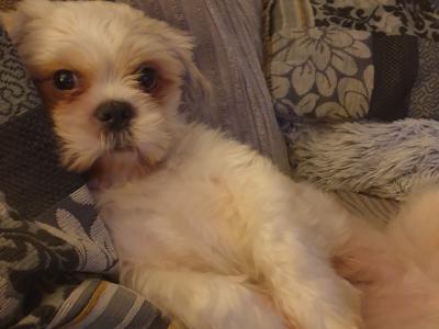Pepe, the Shih Tzu for stud in Dublin