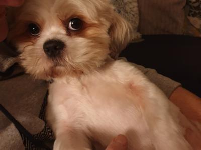 Pepe, the Shih Tzu for stud in Dublin