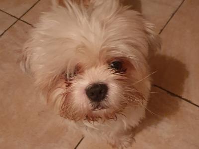 Pepe, the Shih Tzu for stud in Dublin