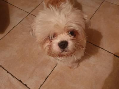 Pepe, the Shih Tzu for stud in Dublin