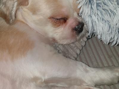 Pepe, the Shih Tzu for stud in Dublin