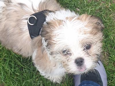 Pepe, the Shih Tzu for stud in Dublin