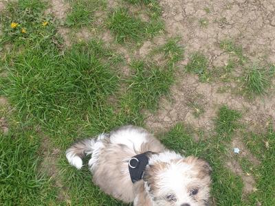 Pepe, the Shih Tzu for stud in Dublin