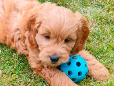 Stunning miniature Golden Doodles in Cork 🐕