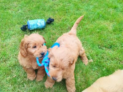 Stunning miniature Goldendoodle puppies in Cork 🐕