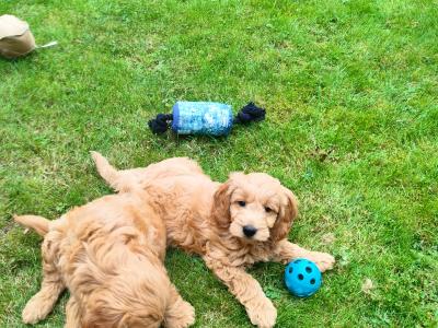 Stunning miniature Goldendoodle puppies in Cork 🐕