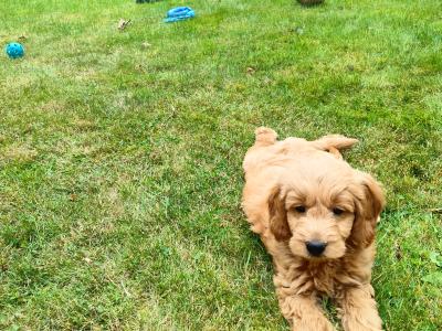 Stunning miniature Goldendoodle puppies in Cork 🐕