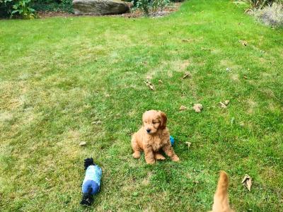 Stunning miniature Goldendoodle puppies in Cork 🐕