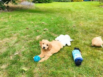 Stunning miniature Goldendoodle puppies in Cork 🐕