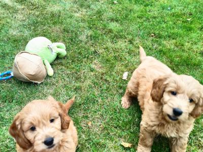 Stunning miniature Goldendoodle puppies in Cork 🐕