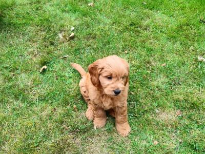 Stunning miniature Goldendoodle puppies in Cork 🐕