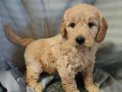 Stunning miniature Goldendoodle puppies in Cork 🐕