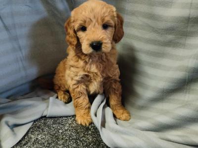 Stunning miniature Goldendoodle puppies in Cork 🐕