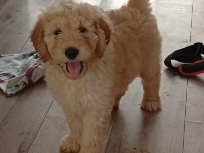 Goldendoodle puppies in Carlow