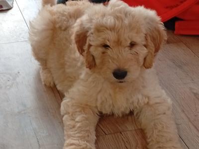 Goldendoodle puppies in Carlow