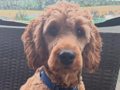 Charming male miniature Cockapoo (10 months old) in Meath