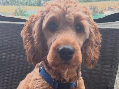 Charming male miniature Cockapoo puppy (10 months old) in Meath