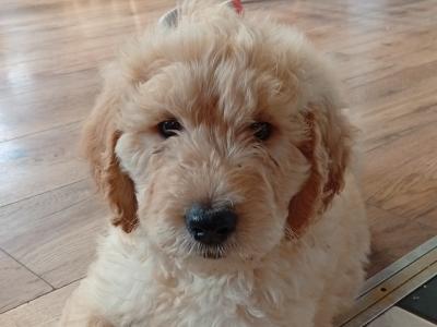 Goldendoodle pups in Carlow