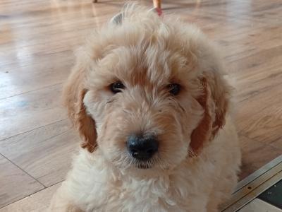 Goldendoodle puppies in Carlow