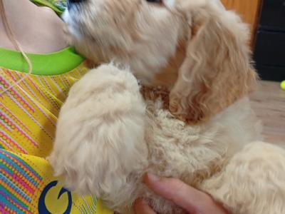 Goldendoodle puppies in Carlow
