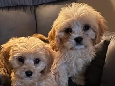Beautiful Cavachon puppies in Mayo