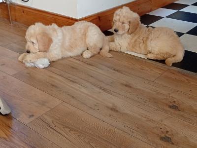 Goldendoodle puppies in Carlow