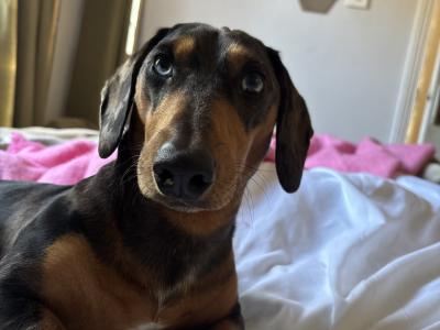 Miniature Dachshund for Stud in Tipperary