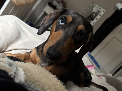 Miniature Dachshund for Stud in Tipperary