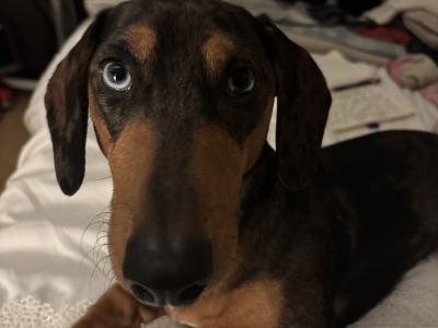 Miniature Dachshund for Stud in Tipperary