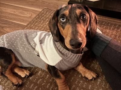 Miniature Dachshund for Stud in Tipperary
