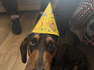 Miniature Dachshund for Stud in Tipperary
