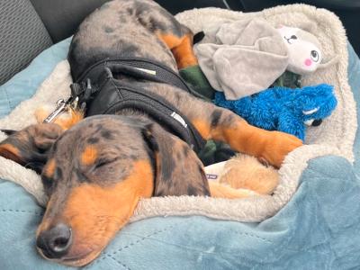 Miniature Dachshund for Stud in Tipperary