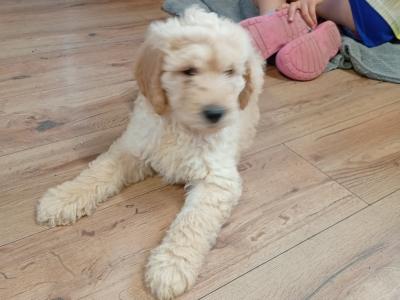 Goldendoodle puppies in Carlow