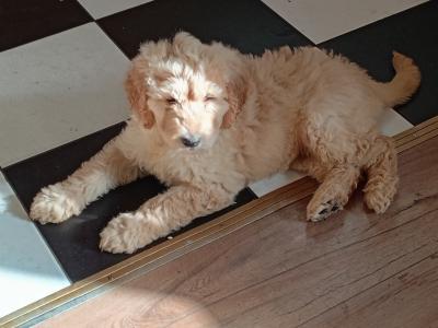 Goldendoodle puppies in Carlow