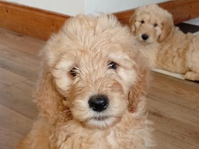 Goldendoodle puppies in Carlow