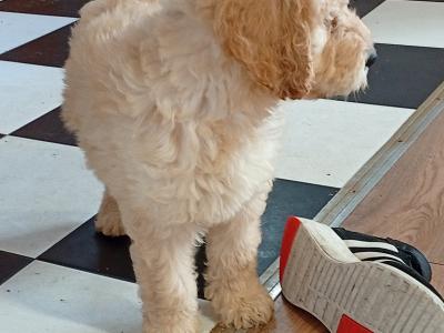Goldendoodle puppies in Carlow